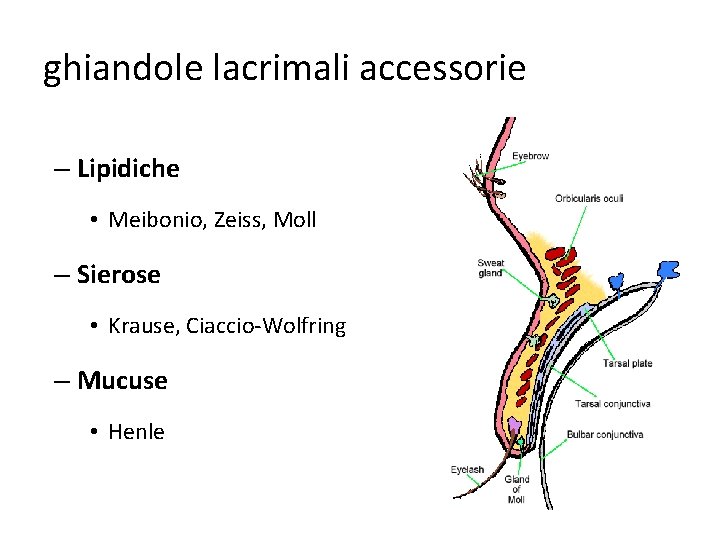 ghiandole lacrimali accessorie – Lipidiche • Meibonio, Zeiss, Moll – Sierose • Krause, Ciaccio-Wolfring