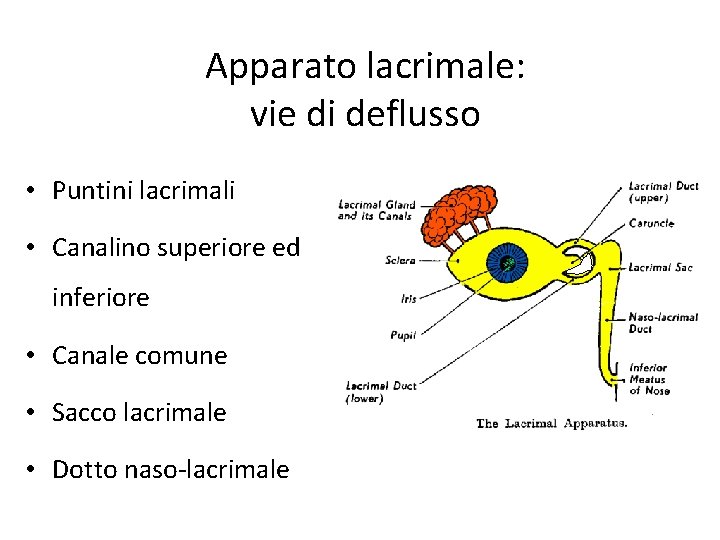 Apparato lacrimale: vie di deflusso • Puntini lacrimali • Canalino superiore ed inferiore •