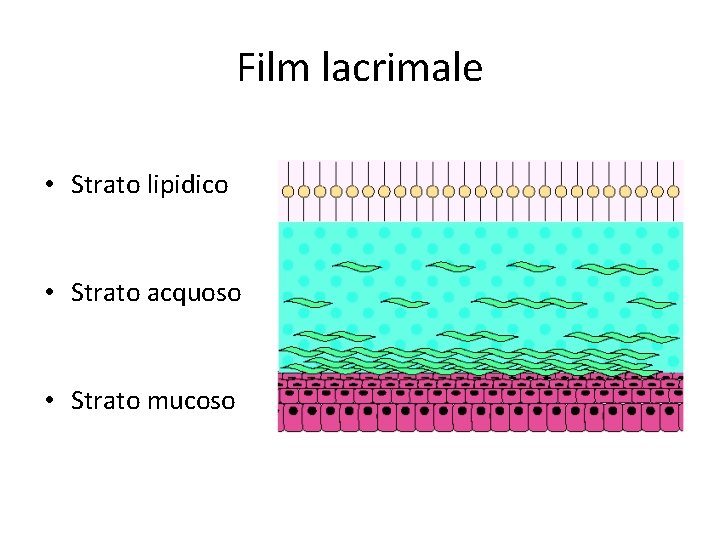 Film lacrimale • Strato lipidico • Strato acquoso • Strato mucoso 