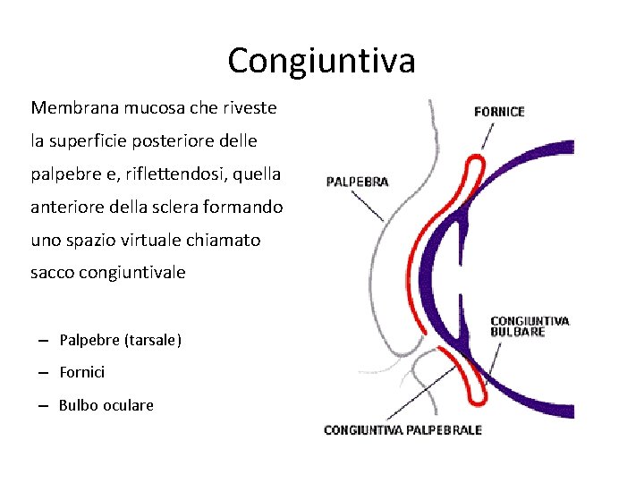 Congiuntiva Membrana mucosa che riveste la superficie posteriore delle palpebre e, riflettendosi, quella anteriore