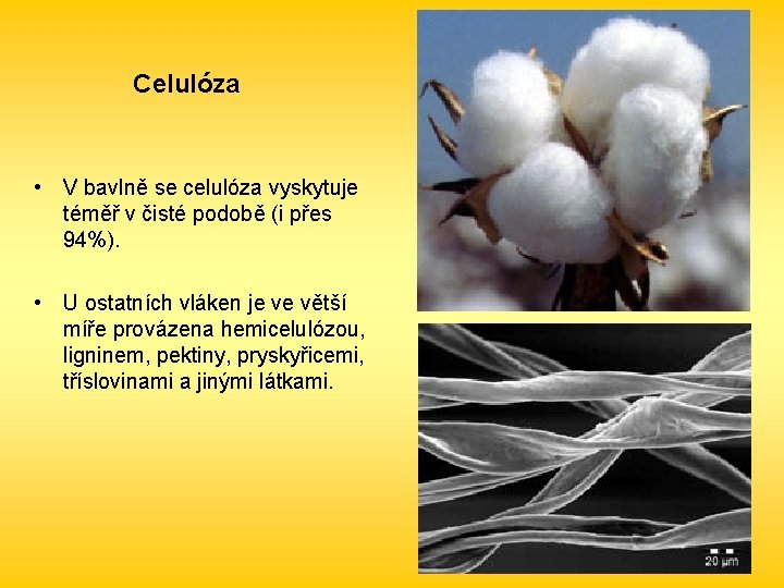 Celulóza • V bavlně se celulóza vyskytuje téměř v čisté podobě (i přes 94%).
