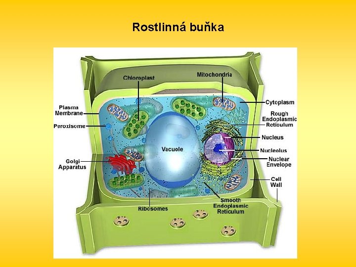 Rostlinná buňka 