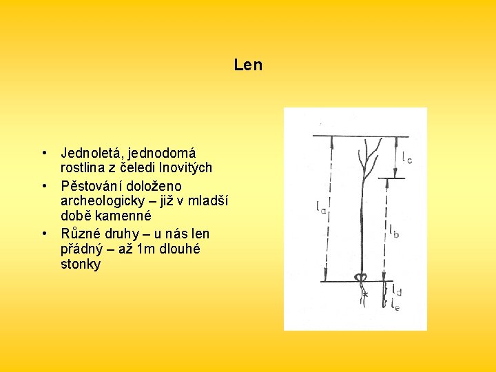 Len • Jednoletá, jednodomá rostlina z čeledi lnovitých • Pěstování doloženo archeologicky – již