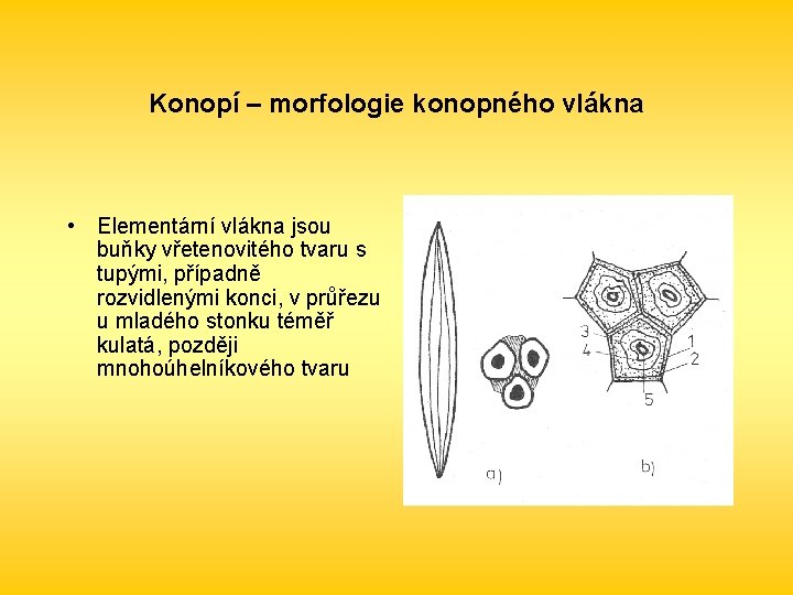 Konopí – morfologie konopného vlákna • Elementární vlákna jsou buňky vřetenovitého tvaru s tupými,