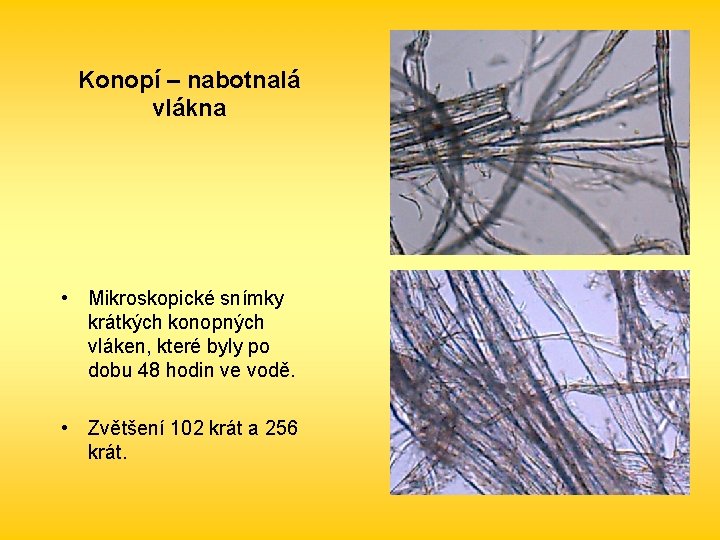 Konopí – nabotnalá vlákna • Mikroskopické snímky krátkých konopných vláken, které byly po dobu