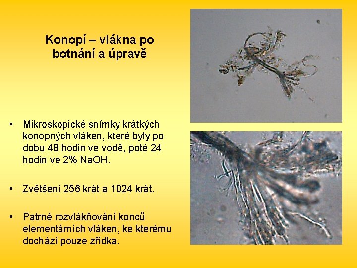 Konopí – vlákna po botnání a úpravě • Mikroskopické snímky krátkých konopných vláken, které