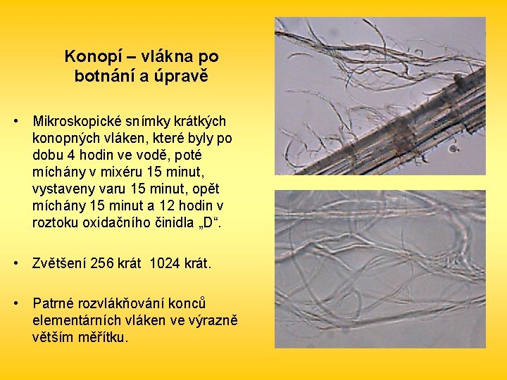 Konopí – vlákna po botnání a úpravě • Mikroskopické snímky krátkých konopných vláken, které