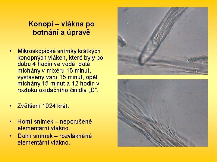 Konopí – vlákna po botnání a úpravě • Mikroskopické snímky krátkých konopných vláken, které