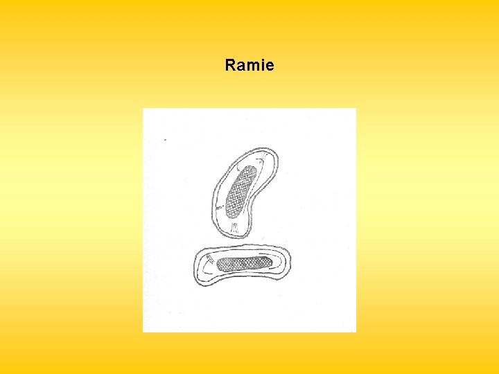 Ramie 