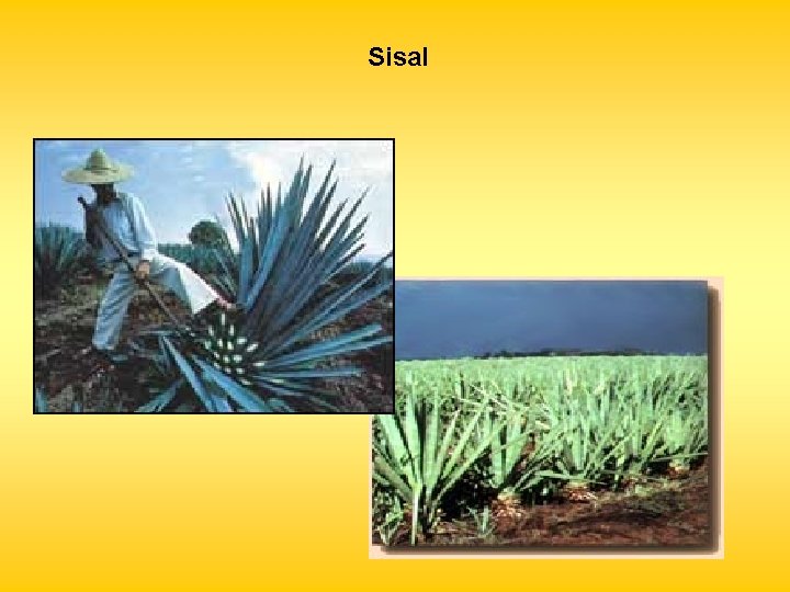 Sisal 