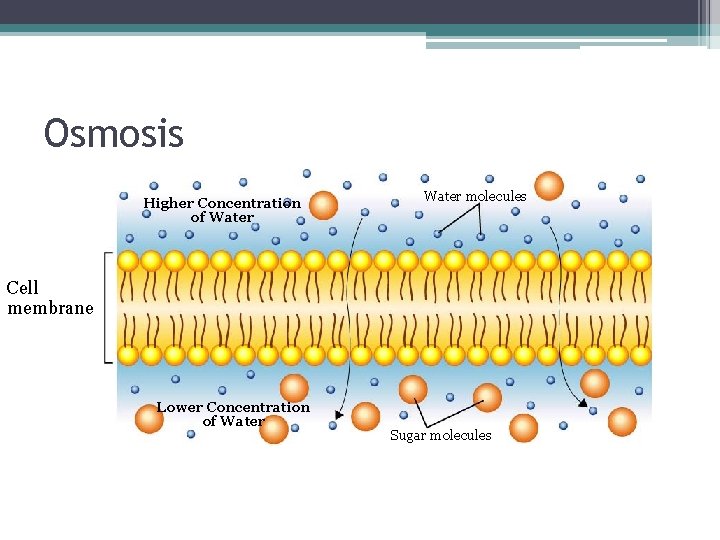 Osmosis Higher Concentration of Water molecules Cell membrane Lower Concentration of Water Sugar molecules Osmosis Higher Concentration of Water molecules Cell membrane Lower Concentration of Water Sugar molecules