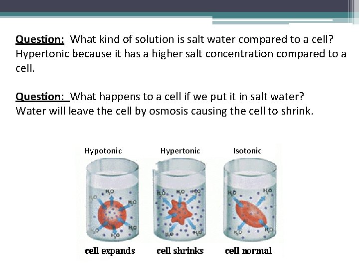 Question: What kind of solution is salt water compared to a cell? Hypertonic because