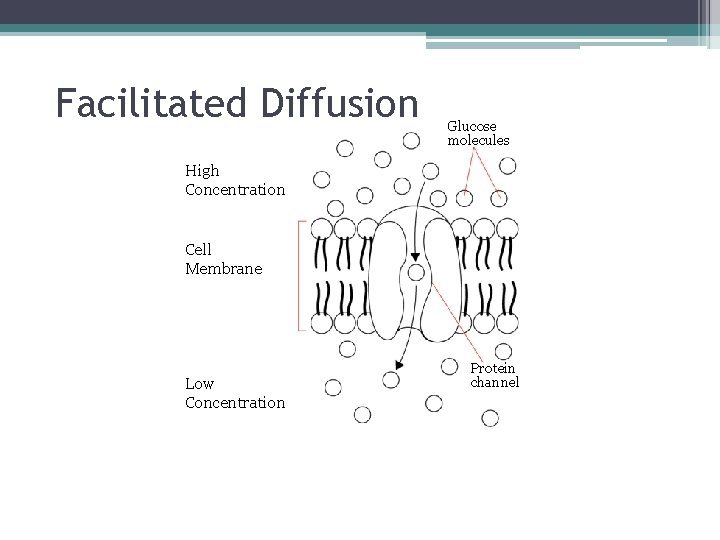 Facilitated Diffusion Glucose molecules High Concentration Cell Membrane Low Concentration Protein channel Facilitated Diffusion Glucose molecules High Concentration Cell Membrane Low Concentration Protein channel