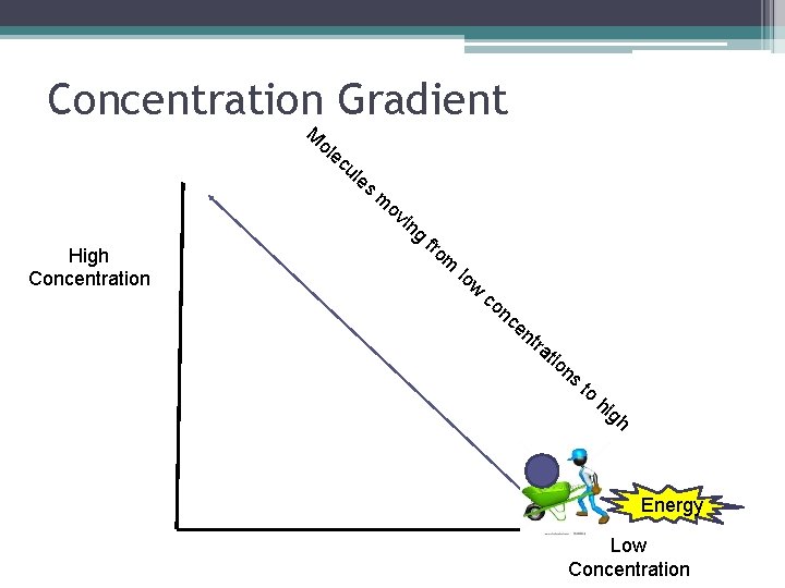 Concentration Gradient M ol ec ul es m ov in High Concentration g fro Concentration Gradient M ol ec ul es m ov in High Concentration g fro