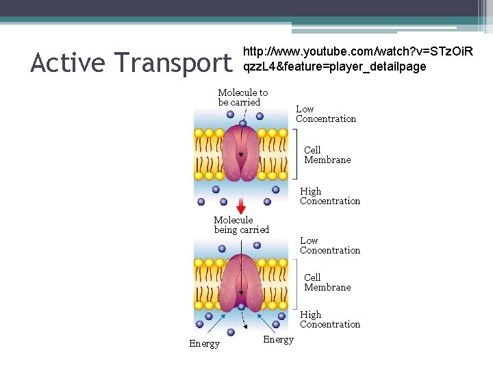 Active Transport http: //www. youtube. com/watch? v=STz. Oi. R qzz. L 4&feature=player_detailpage Molecule to