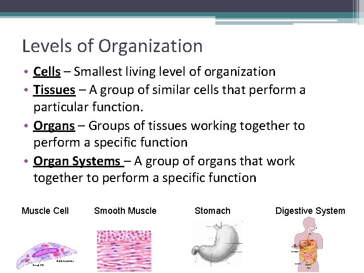 Levels of Organization • Cells – Smallest living level of organization • Tissues –