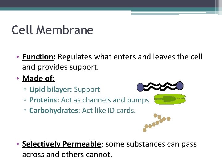 Cell Membrane • Function: Regulates what enters and leaves the cell and provides support. Cell Membrane • Function: Regulates what enters and leaves the cell and provides support.