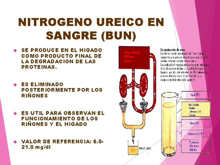 NITROGENO UREICO EN SANGRE (BUN) SE PRODUCE EN EL HIGADO COMO PRODUCTO FINAL DE