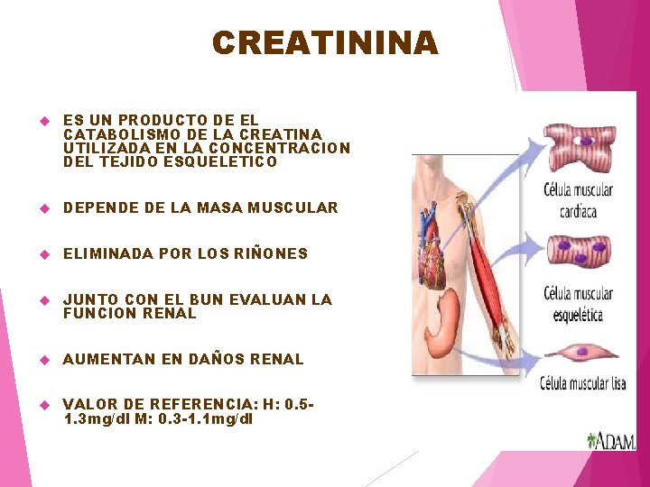 CREATININA ES UN PRODUCTO DE EL CATABOLISMO DE LA CREATINA UTILIZADA EN LA CONCENTRACION