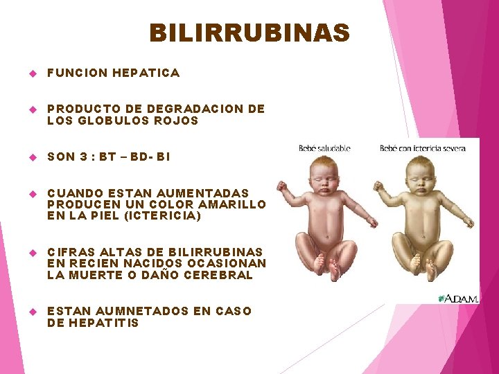 BILIRRUBINAS FUNCION HEPATICA PRODUCTO DE DEGRADACION DE LOS GLOBULOS ROJOS SON 3 : BT