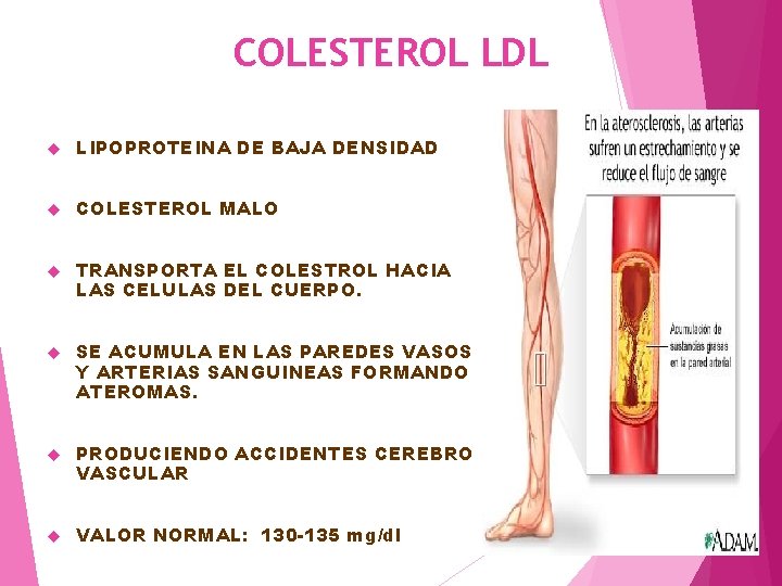 COLESTEROL LDL LIPOPROTEINA DE BAJA DENSIDAD COLESTEROL MALO TRANSPORTA EL COLESTROL HACIA LAS CELULAS