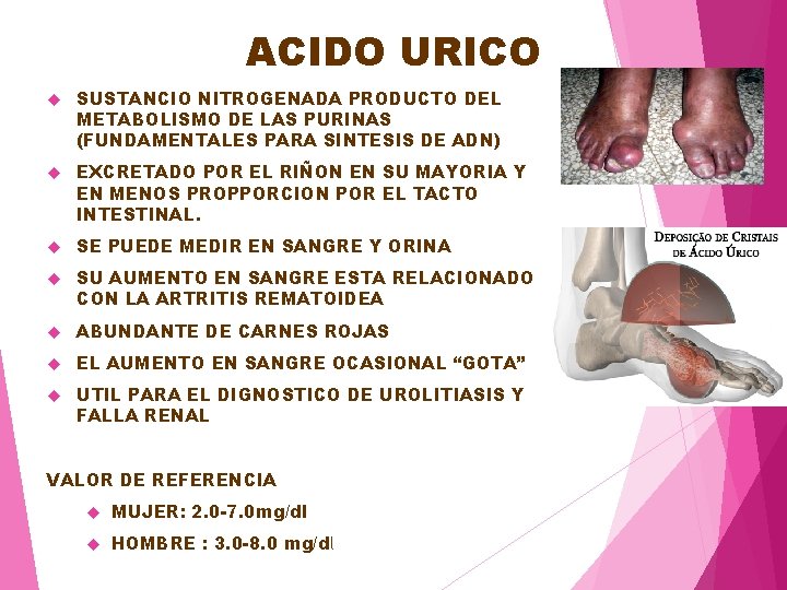 ACIDO URICO SUSTANCIO NITROGENADA PRODUCTO DEL METABOLISMO DE LAS PURINAS (FUNDAMENTALES PARA SINTESIS DE