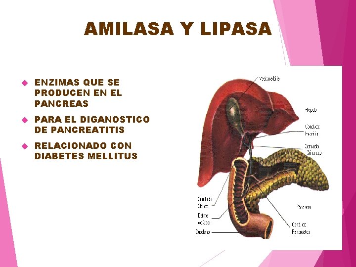 AMILASA Y LIPASA ENZIMAS QUE SE PRODUCEN EN EL PANCREAS PARA EL DIGANOSTICO DE