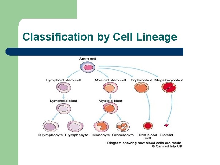 Classification by Cell Lineage 