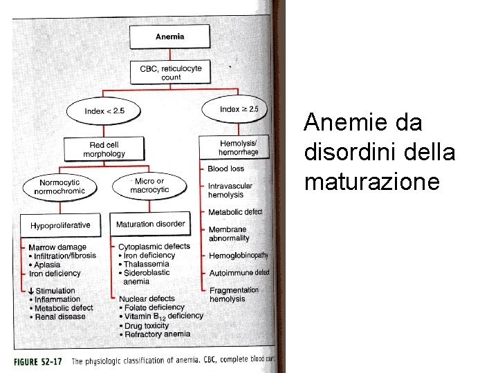 Anemie da disordini della maturazione 