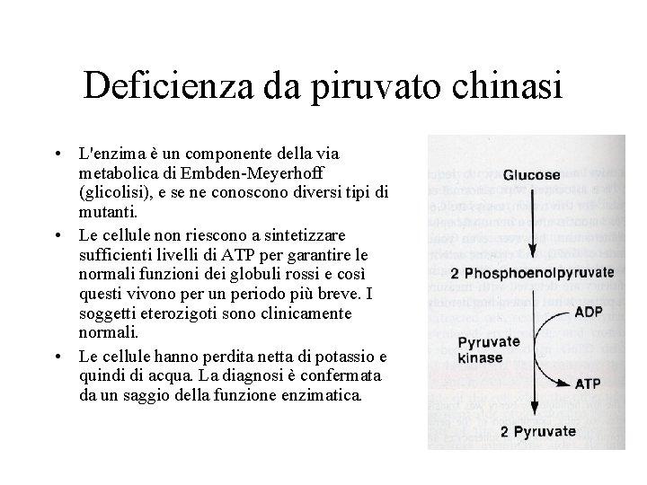Deficienza da piruvato chinasi • L'enzima è un componente della via metabolica di Embden-Meyerhoff