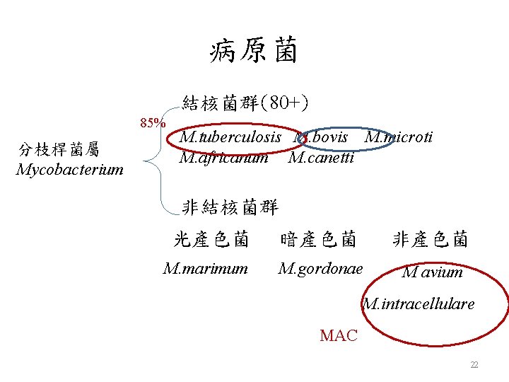 病原菌 結核菌群(80+) 85% 分枝桿菌屬 Mycobacterium M. tuberculosis M. bovis M. microti M. africanum M.