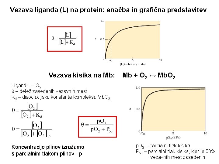Vezava liganda (L) na protein: enačba in grafična predstavitev Vezava kisika na Mb: Mb