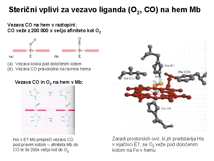 Sterični vplivi za vezavo liganda (O 2, CO) na hem Mb Vezava CO na