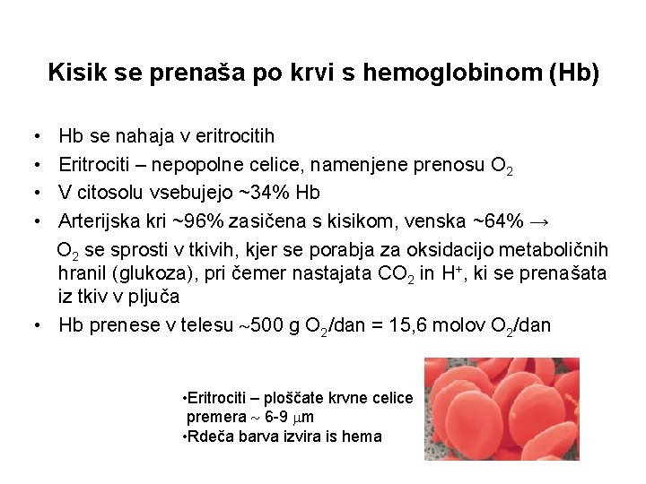 Kisik se prenaša po krvi s hemoglobinom (Hb) • • Hb se nahaja v