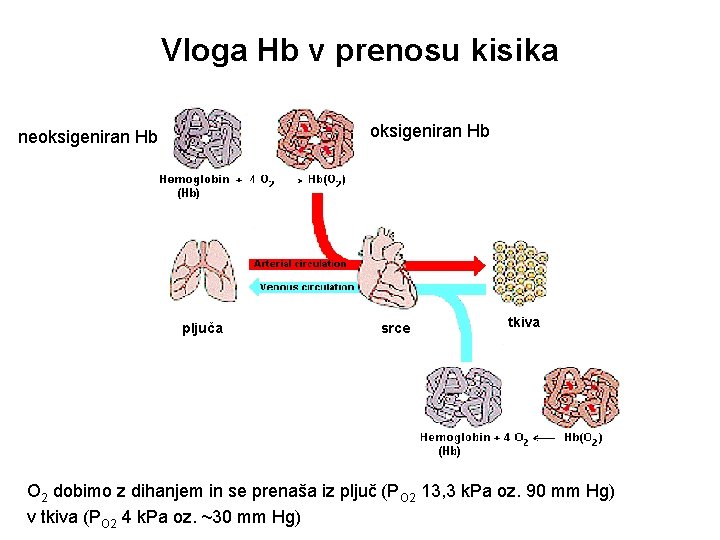 Vloga Hb v prenosu kisika oksigeniran Hb neoksigeniran Hb pljuča srce tkiva O 2