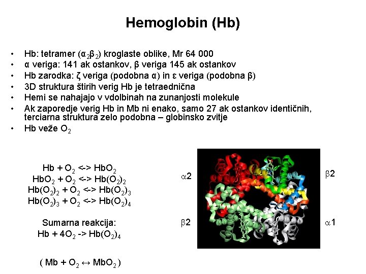 Hemoglobin (Hb) • • Hb: tetramer (α 2β 2) kroglaste oblike, Mr 64 000