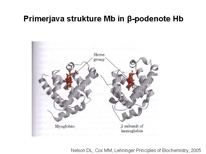 Primerjava strukture Mb in β-podenote Hb Nelson DL, Cox MM, Lehninger Principles of Biochemistry,