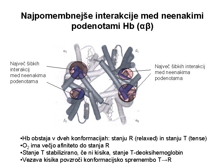 Najpomembnejše interakcije med neenakimi podenotami Hb (αβ) Največ šibkih interakcij med neenakima podenotama •