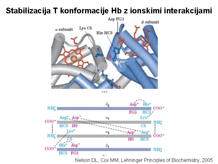 Stabilizacija T konformacije Hb z ionskimi interakcijami Nelson DL, Cox MM, Lehninger Principles of