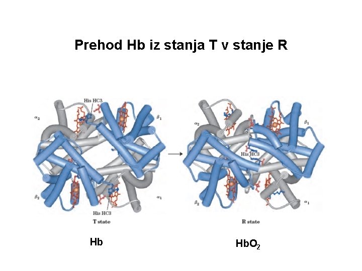 Prehod Hb iz stanja T v stanje R Hb Hb. O 2 