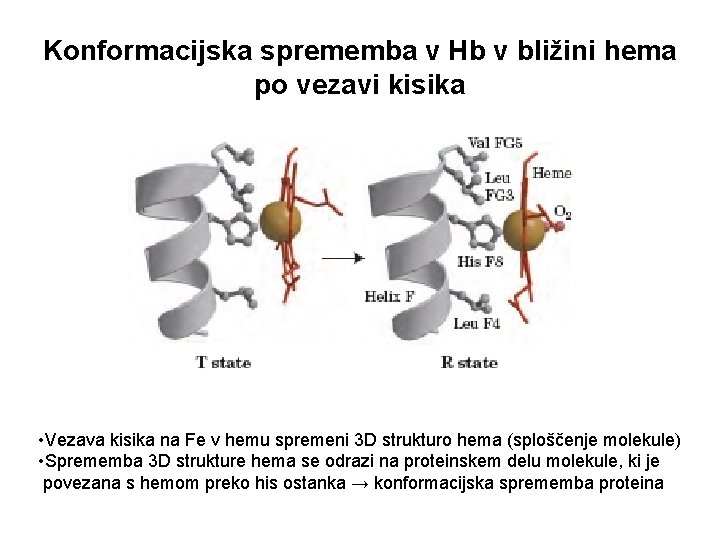 Konformacijska sprememba v Hb v bližini hema po vezavi kisika • Vezava kisika na