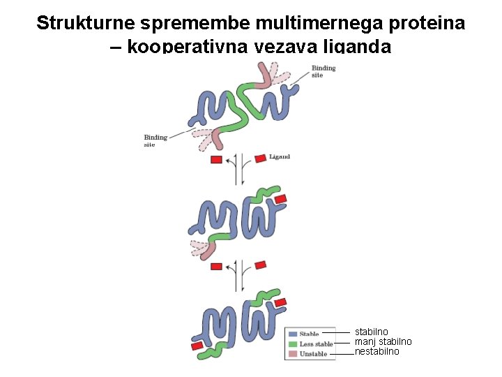 Strukturne spremembe multimernega proteina – kooperativna vezava liganda stabilno manj stabilno nestabilno 