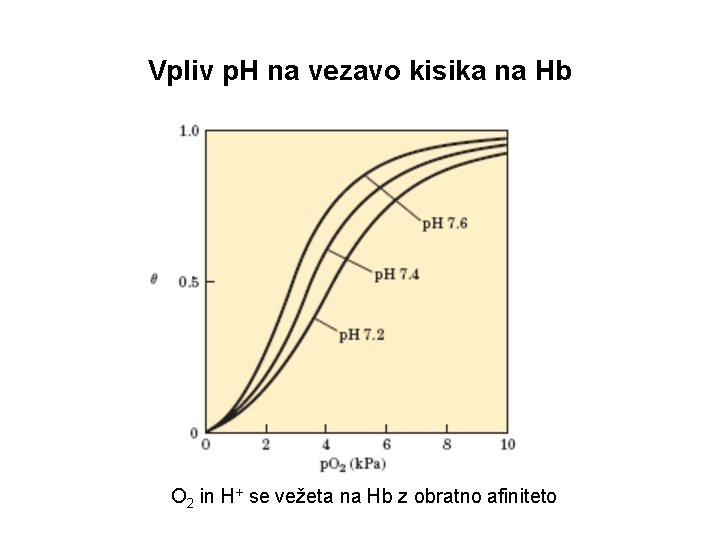 Vpliv p. H na vezavo kisika na Hb O 2 in H+ se vežeta