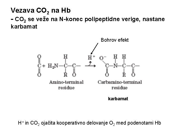 Vezava CO 2 na Hb - CO 2 se veže na N-konec polipeptidne verige,