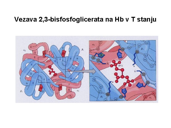 Vezava 2, 3 -bisfosfoglicerata na Hb v T stanju 