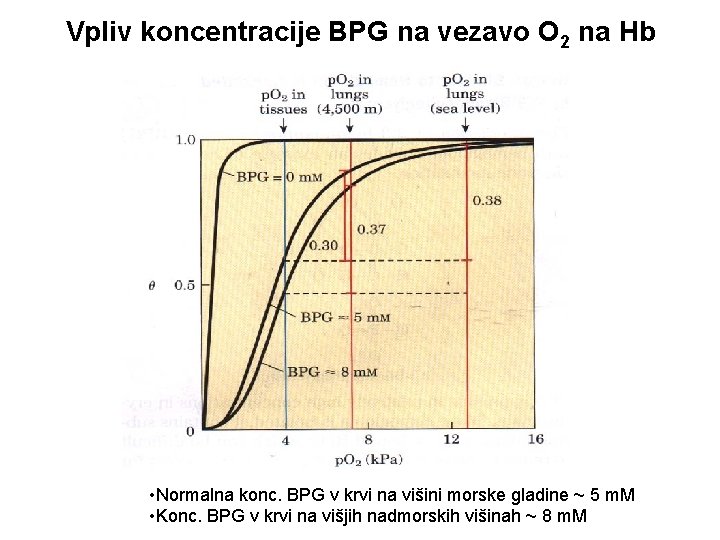 Vpliv koncentracije BPG na vezavo O 2 na Hb • Normalna konc. BPG v