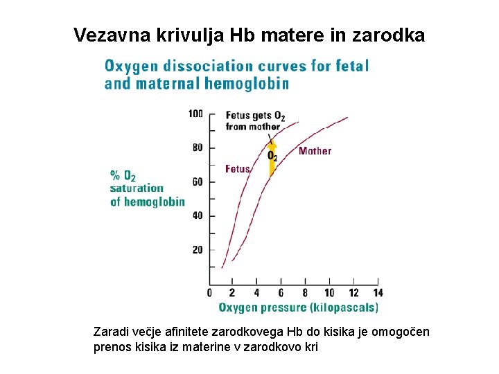 Vezavna krivulja Hb matere in zarodka Zaradi večje afinitete zarodkovega Hb do kisika je