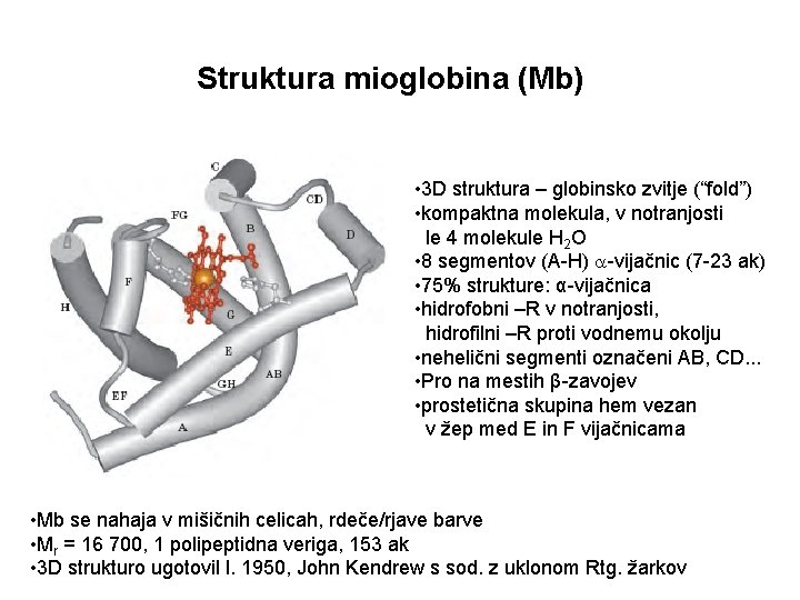 Struktura mioglobina (Mb) • 3 D struktura – globinsko zvitje (“fold”) • kompaktna molekula,