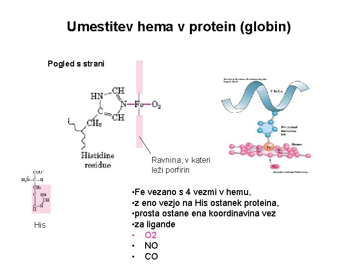 Umestitev hema v protein (globin) Pogled s strani Ravnina, v kateri leži porfirin His