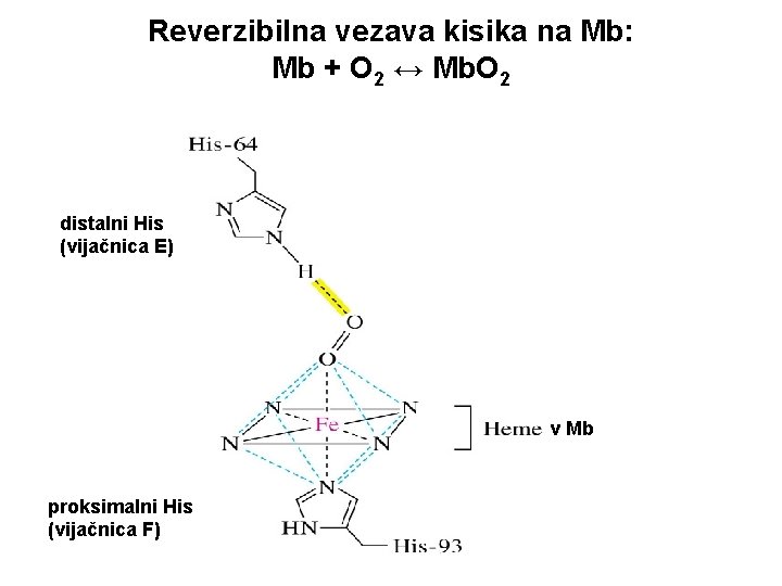 Reverzibilna vezava kisika na Mb: Mb + O 2 ↔ Mb. O 2 distalni